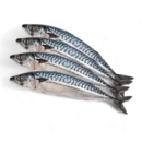 Fresh Frozen Mackerel 1kg