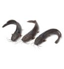 Frozen Catfish Whole (Large)