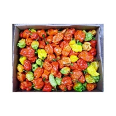 Fresh Scotch Bonnet (Ata Rodo) Box 20kg