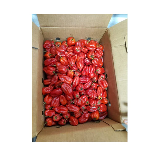 Fresh Scotch Bonnet Pepper (Rodo) Half Box 1.5kg